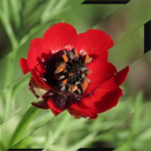 Collage bandes obliques sur motif d'adonide