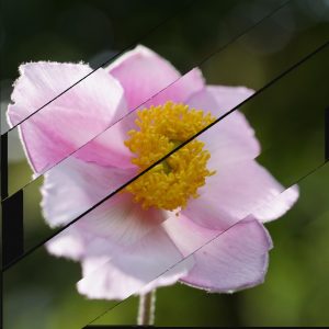 Collage de bandes obliques, anémone