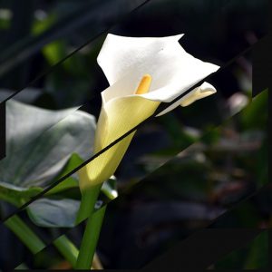 Collage bandes obliques sur motif d'arum