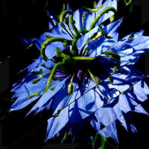 Collage bandes obliques nigelle