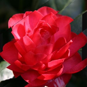 Collage bandes obliques Camélia rouge