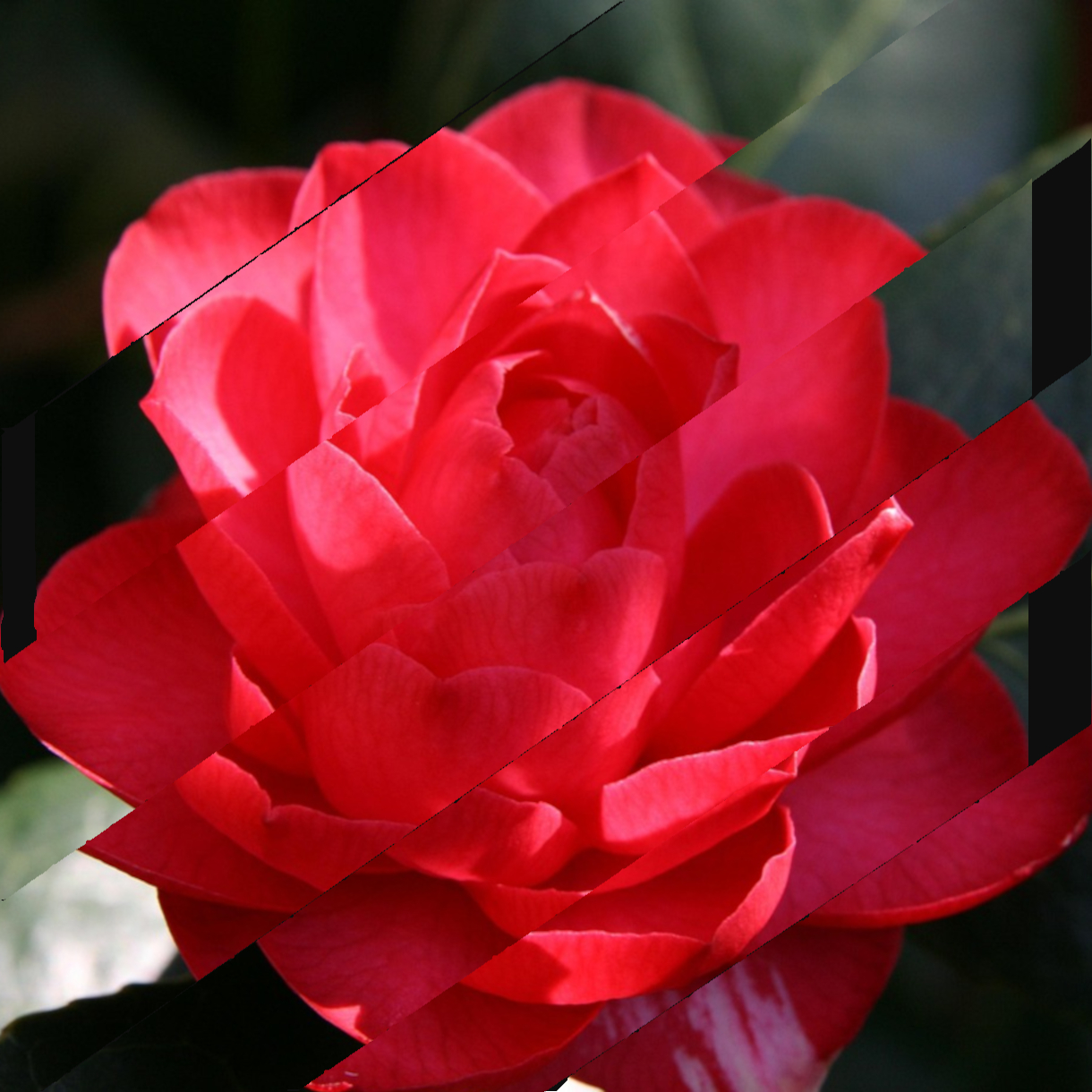 Collage bandes obliques Camélia rouge