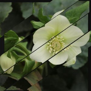 Collage bandes obliques sur motif d'ellébore