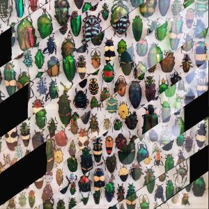 Collage bandes obliques d'une collection de coléoptères.