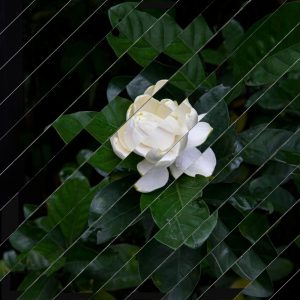 Collage Monologue du Gardenia, extrait de Pour un Herbier, Colette, Editions Alouettes