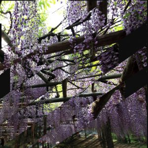 Collage bandes obliques Glycine de Colette, par les Editions Alouettes