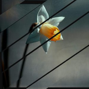 Collage bandes obliques sur fond de narcisse