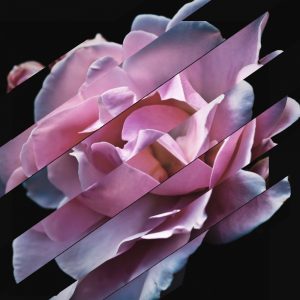 Collage bandes obliques La Rose, extrait de Pour un Herbier, Colette, Editions Alouettes