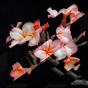 Collage fleurs inventées