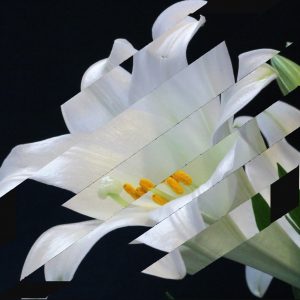 Collage bandes obliques. Lys, Pour un herbier, Colette, Editions Alouettes