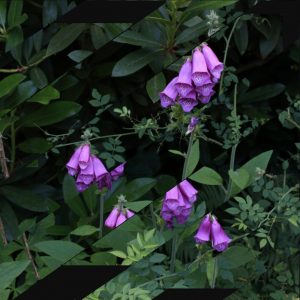 Collage bandes obliques sur motif de sous-bois, digitales