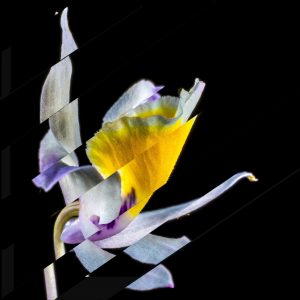 Collage bandes obliques. Orchidée, Pour un herbier, Colette, Edtions Alouettes