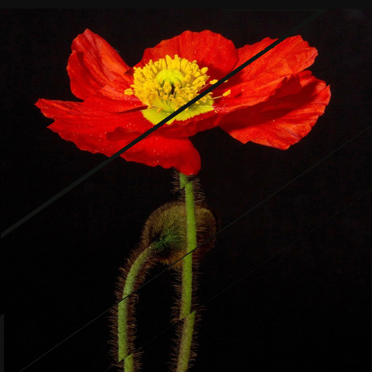 Collage bandes obliques sur motif de coquelicot