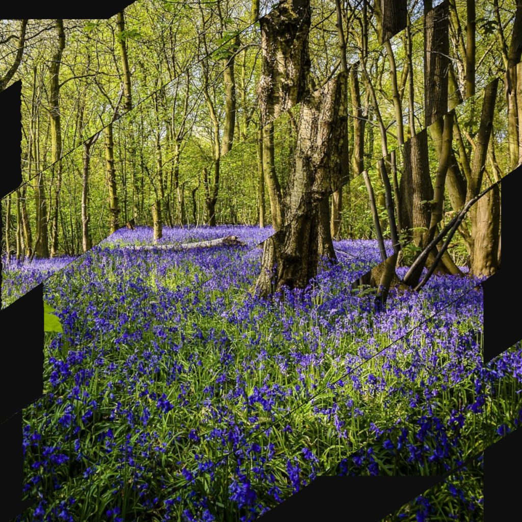 Collage, forêt au printemps, parterre de jacynthes