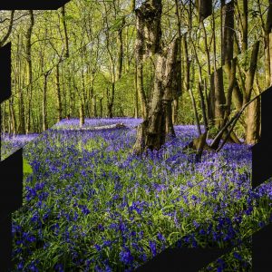 Collage, forêt au printemps, parterre de jacynthes