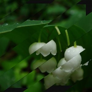 Collage bandes obliques sur fond d'image de muguet
